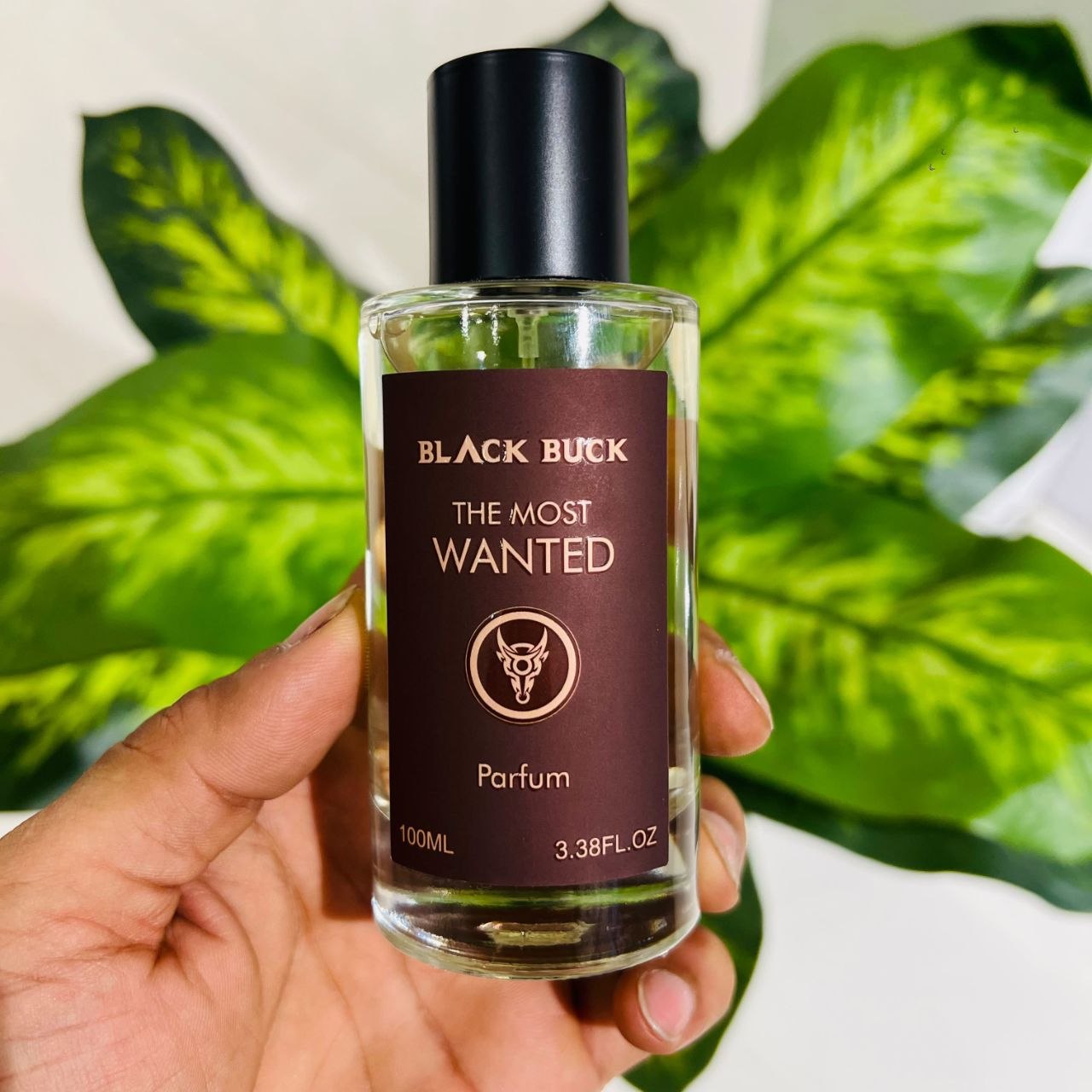 Black Buck The Most Wanted